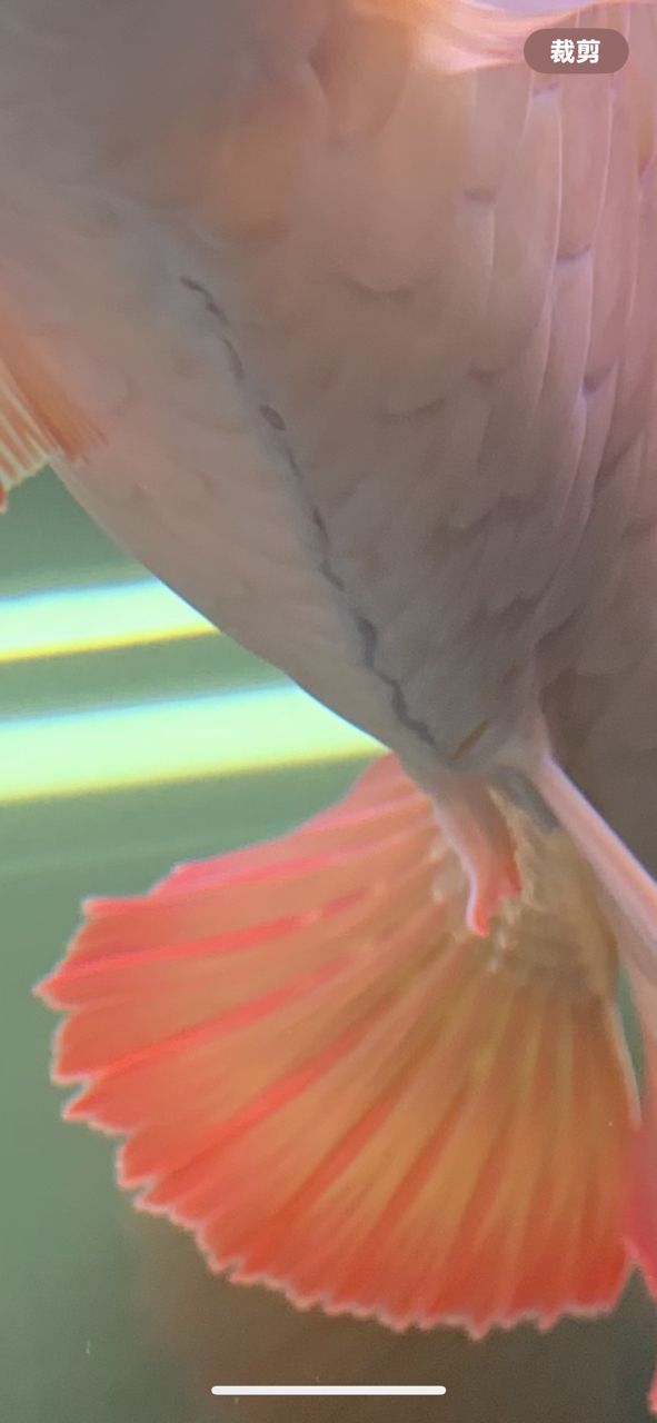 肚子下有裂縫怎么回事