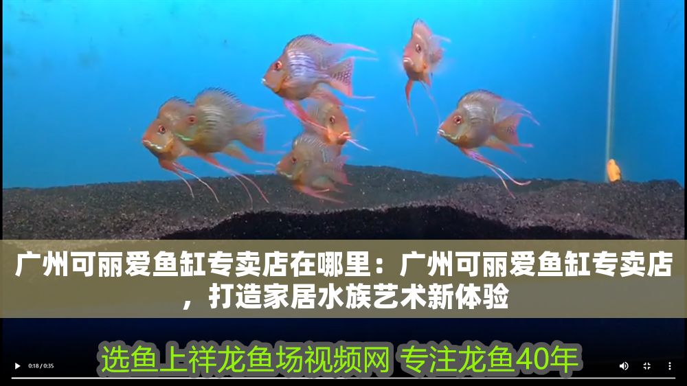 廣州可麗愛魚缸專賣店在哪里：廣州可麗愛魚缸專賣店，打造家居水族藝術新體驗