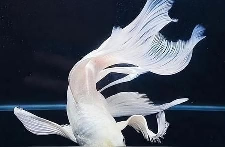 廣州蝴蝶鯉養(yǎng)殖場（廣州地區(qū)蝴蝶鯉養(yǎng)殖場信息整理，蝴蝶鯉養(yǎng)殖技術要點）