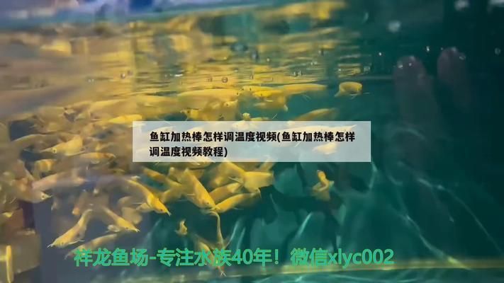 水族館加熱棒溫度怎么控制：如何控制水族館加熱棒溫度 水族館加熱棒溫度怎么控制：如何控制水族館加熱棒溫度 水族館百科（水族館加盟） 第1張