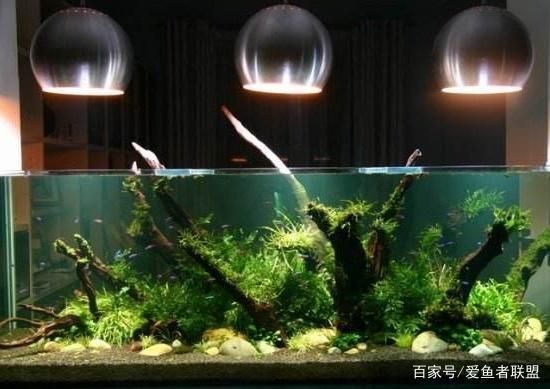 水族館加熱棒溫度怎么控制：如何控制水族館加熱棒溫度 水族館加熱棒溫度怎么控制：如何控制水族館加熱棒溫度 水族館百科（水族館加盟） 第3張