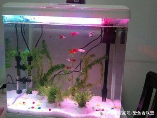水族館加熱棒溫度怎么控制：如何控制水族館加熱棒溫度 水族館加熱棒溫度怎么控制：如何控制水族館加熱棒溫度 水族館百科（水族館加盟） 第4張