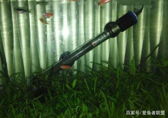 水族館加熱棒溫度怎么控制：如何控制水族館加熱棒溫度 水族館加熱棒溫度怎么控制：如何控制水族館加熱棒溫度 水族館百科（水族館加盟） 第5張
