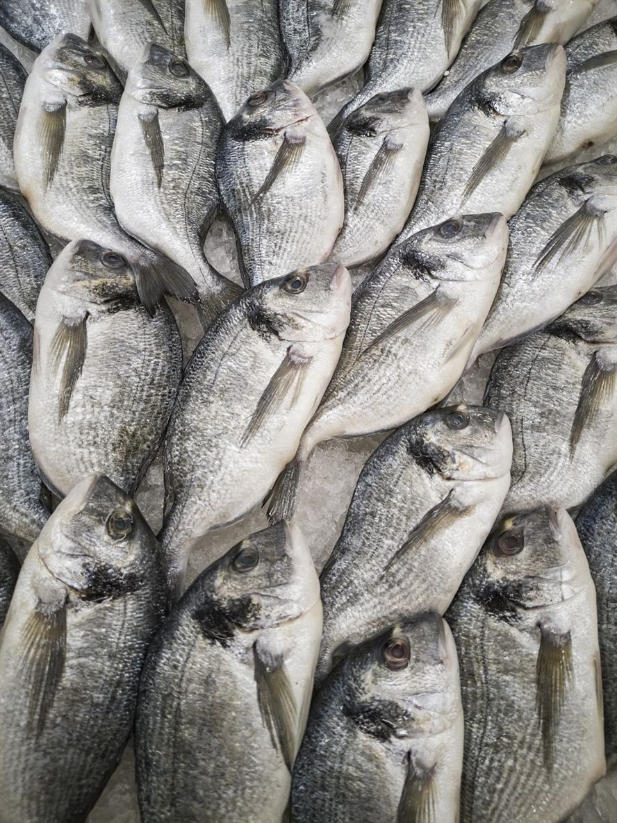 彩蝶魚缸哪個系列最好，仟湖魚缸和彩蝶哪個好
