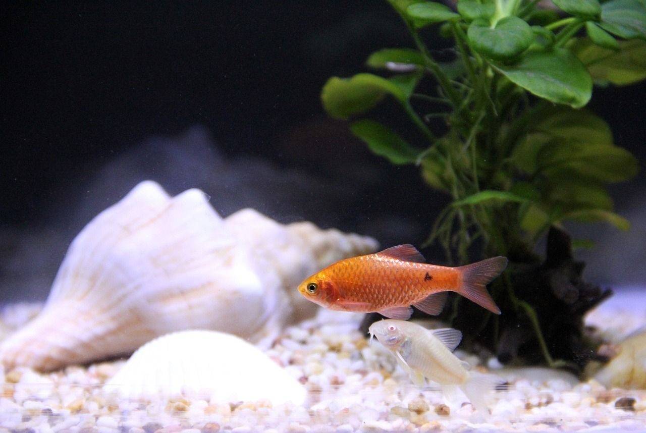 小型玻璃魚(yú)缸批發(fā)市場(chǎng)在哪里（玻璃缸哪里有賣(mài)） 小型玻璃魚(yú)缸批發(fā)市場(chǎng)在哪里（玻璃缸哪里有賣(mài)） 光特億