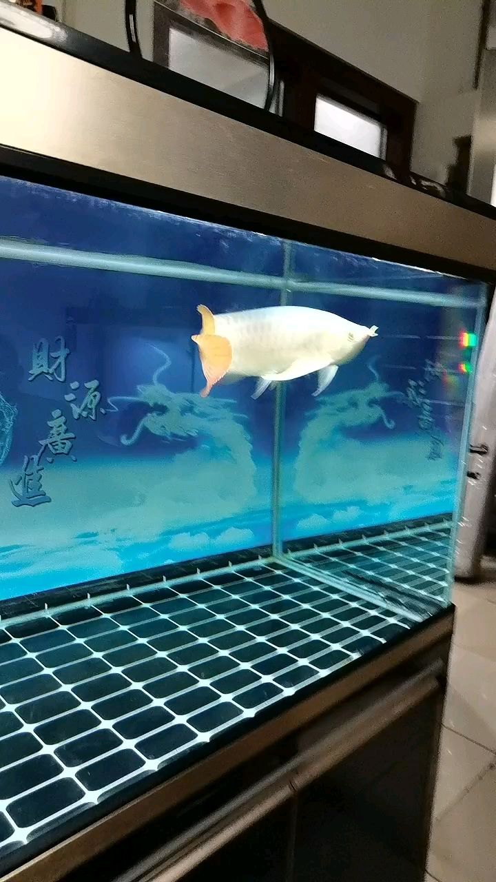 逗魚