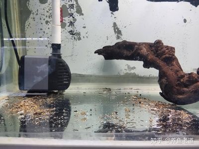 1.2米魚缸多高合適養魚：1.2米高的魚缸，養魚的注意事項