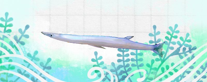 山東紅龍魚價(jià)格行情 紅龍魚魚苗批發(fā)