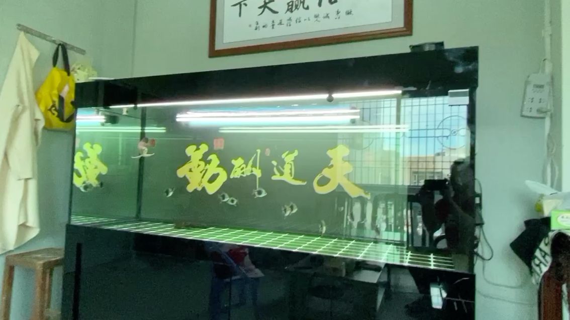 小魚終于習慣環境了 小魚終于習慣環境了 黃金貓魚百科