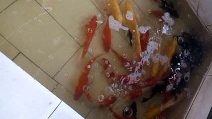 花草觀賞魚怎么養殖(《觀賞魚養殖技術》) 武吉美拉金龍魚 第1張 花草觀賞魚怎么養殖(《觀賞魚養殖技術》) 花草觀賞魚怎么養殖(《觀賞魚養殖技術》) 武吉美拉金龍魚 第1張