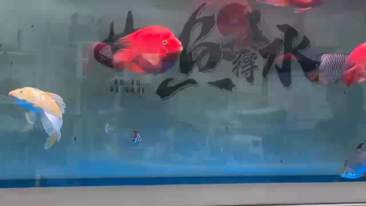 魚缸過濾器選購指南:自制魚缸過濾器魚缸上置過濾器對于養魚愛好者的必備知識 第20天的小腦斧狀態出來了 龍魚論壇 第20天的小腦斧狀態出來了 第20天的小腦斧狀態出來了 龍魚論壇