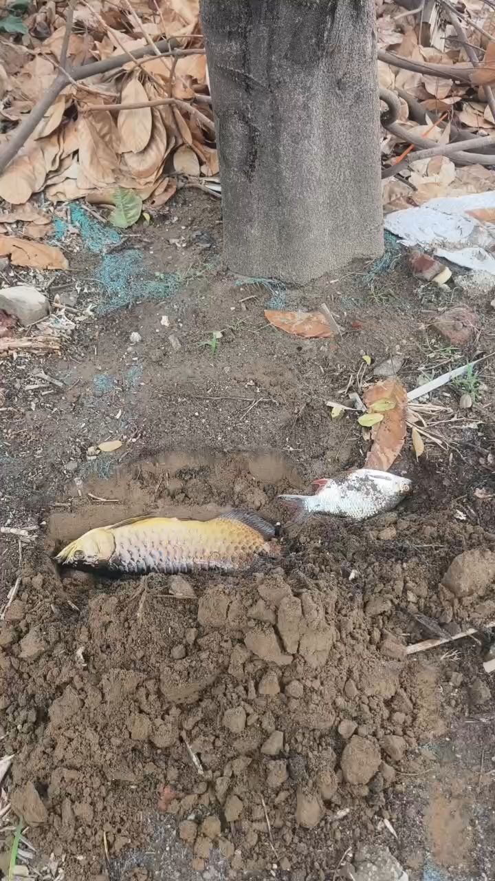埋