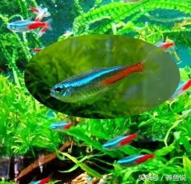 紅綠燈魚繁殖沒有水草可以嗎（紅綠燈魚的飼養技巧）