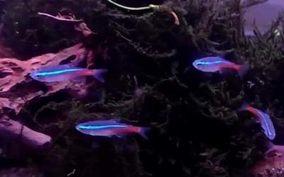 紅綠燈魚繁殖沒有水草可以嗎（紅綠燈魚的飼養技巧）