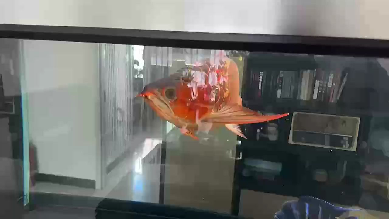 魚缸用增氧泵價格是多少:魚缸增氧機-xtrac增氧機-xtrac增氧機 春意盎然 龍魚論壇 春意盎然 春意盎然 龍魚論壇
