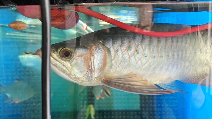 能滿鰓嗎？