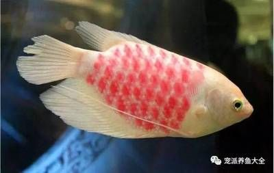 大型紅色觀賞魚有哪些種類（大型紅色觀賞魚的種類） 大型紅色觀賞魚有哪些種類（大型紅色觀賞魚的種類） 龍魚之家 第4張