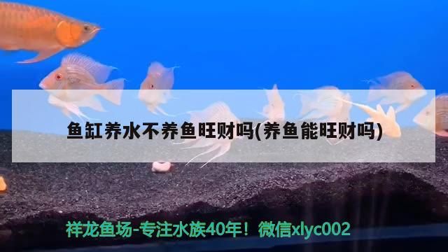 詔安縣佳寶觀賞魚店