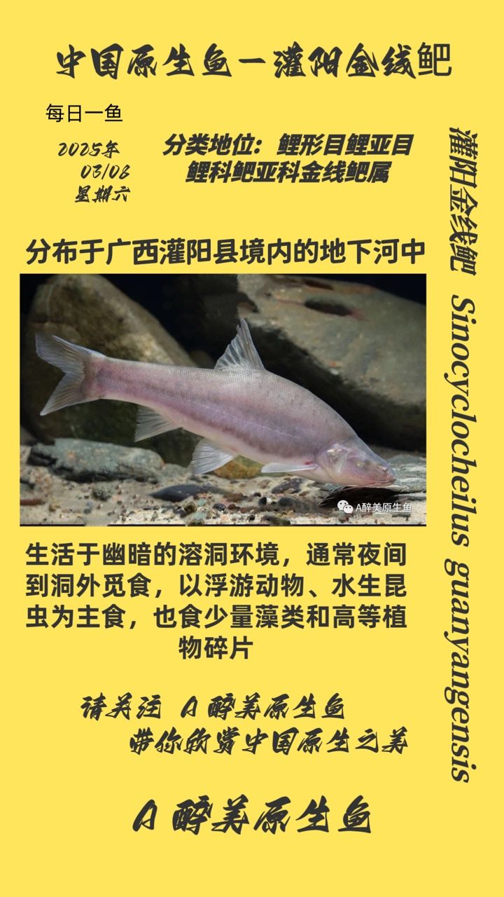 灌陽金線鲃