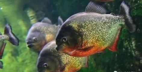 虎魚喂幾次長得快：虎魚喂食頻率與生長速度關(guān)系分析虎魚喂食頻率與生長速度關(guān)系