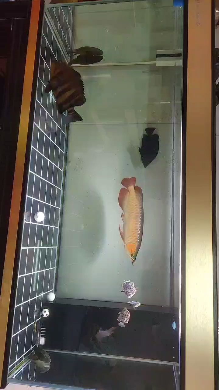 剛換水，虎魚沒什么狀態，打卡一下