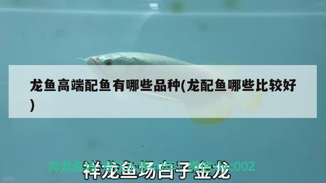 紅龍魚 龍魚高端配魚有哪些品種(龍配魚哪些比較好) 錦鯉魚百科 龍魚高端配魚有哪些品種(龍配魚哪些比較好) 龍魚高端配魚有哪些品種(龍配魚哪些比較好) 錦鯉魚百科
