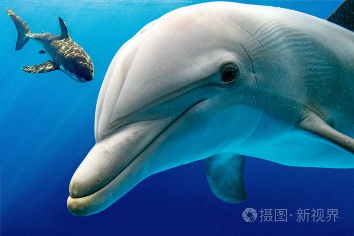 白鯊魚是什么魚（大白鯊是一種大型海洋掠食者，它們是日行性獵食者的一種） 白鯊魚是什么魚（大白鯊是一種大型海洋掠食者，它們是日行性獵食者的一種） 武吉美拉金龍魚 第1張