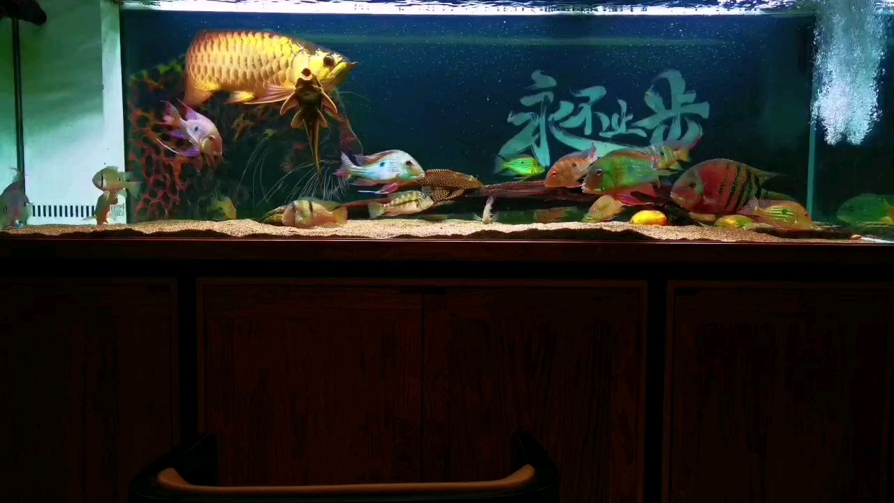 新到家的小虎魚 8年金龍 龍魚論壇 8年金龍 8年金龍 龍魚論壇