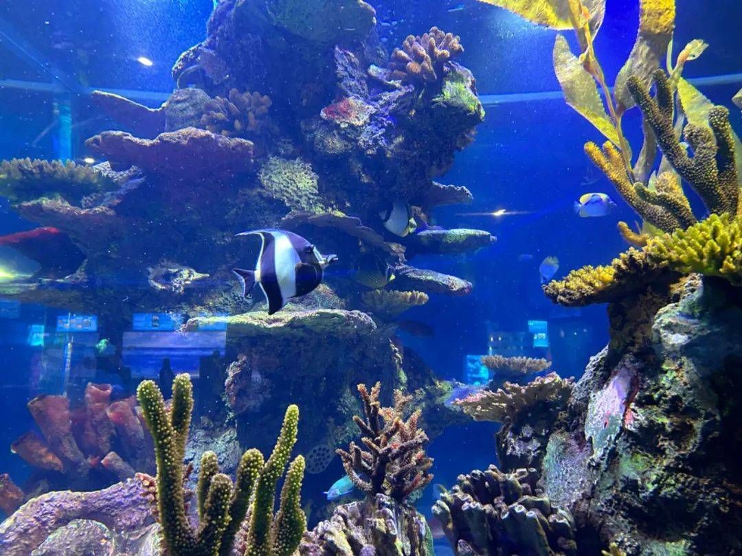水族館起名字取名怎么取（水族館起名字取名）