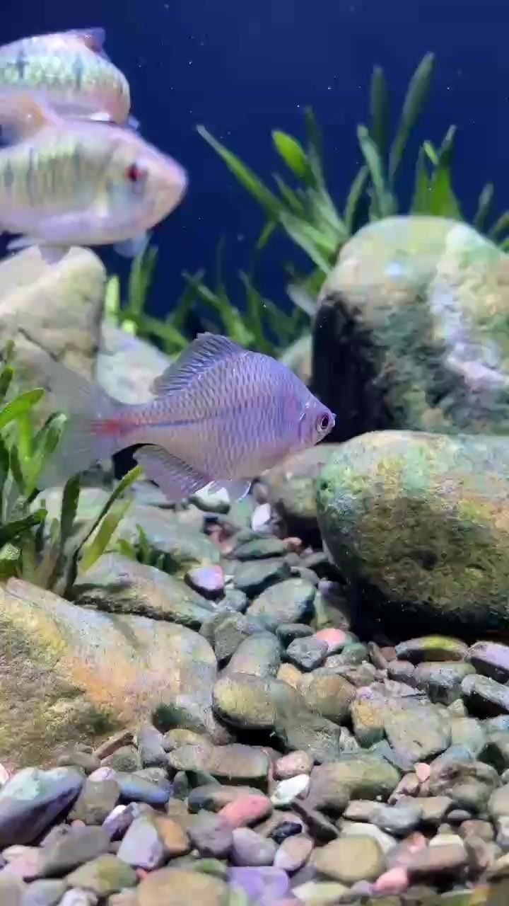 起床起床 起床起床 龍魚論壇