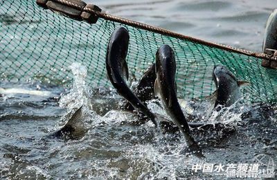 紅龍魚魚缸里長期不吃食燒尾硝酸鹽中毒怎么救治:如何正確使用亞甲藍治療紅龍魚 紅龍魚百科 第3張 紅龍魚魚缸里長期不吃食燒尾硝酸鹽中毒怎么救治:如何正確使用亞甲藍治療紅龍魚 紅龍魚魚缸里長期不吃食燒尾硝酸鹽中毒怎么救治:如何正確使用亞甲藍治療紅龍魚 紅龍魚百科 第3張