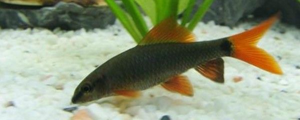 觀賞魚熱帶魚（熱帶魚的養護技巧）
