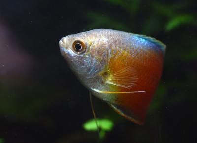 觀賞魚熱帶魚（熱帶魚的養護技巧）
