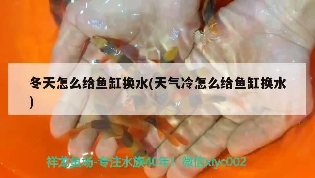 有什么東西可以保證魚缸的清潔性好 保持魚缸清潔的魚 有什么東西可以保證魚缸的清潔性好 保持魚缸清潔的魚 立達金龍魚