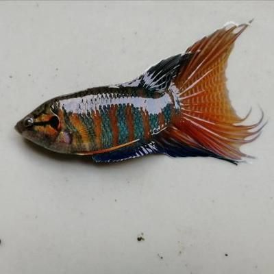 廣東本地觀賞魚品種排名前十（廣東本地觀賞魚品種排名）