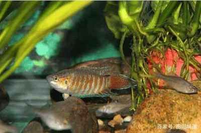 廣東本地觀賞魚品種排名前十（廣東本地觀賞魚品種排名）
