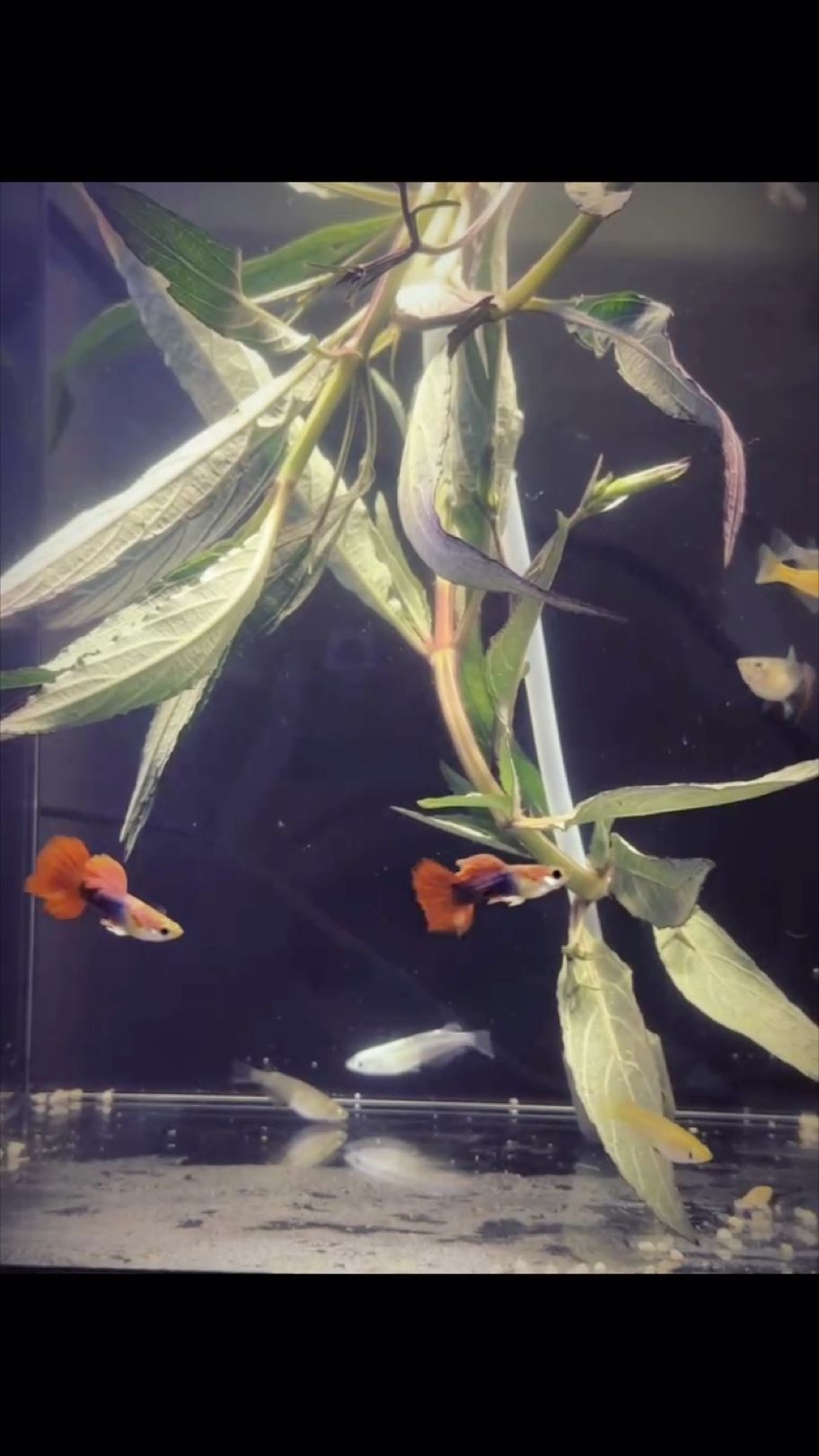 那種燈更好一些呢？