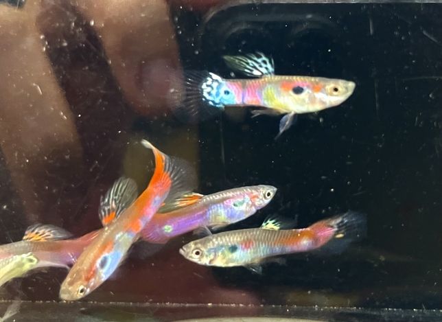 自繁元祖花鳉