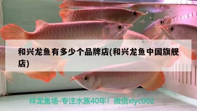 和興龍魚有多少個品牌店(和興龍魚中國旗艦店)