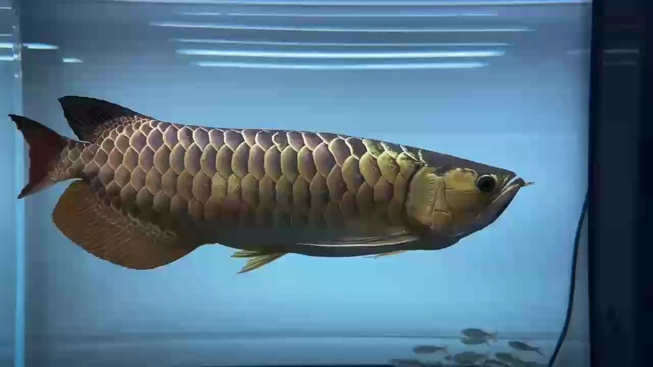 滿城盡帶黃金甲！