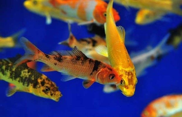 觀賞魚(yú)產(chǎn)業(yè)發(fā)展前景（觀賞魚(yú)市場(chǎng)需求不斷增長(zhǎng)，）