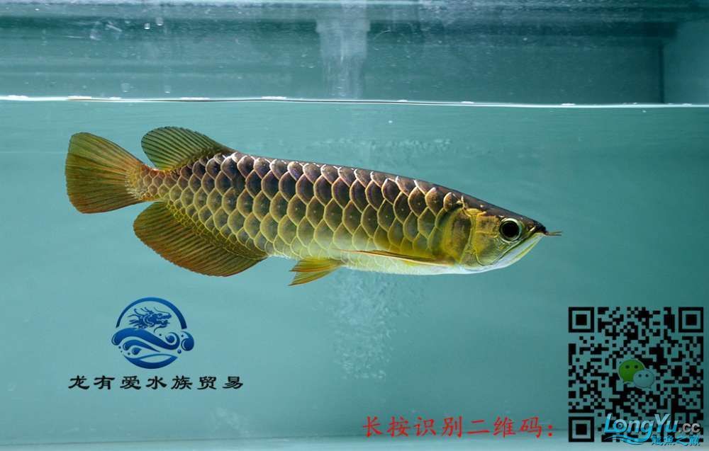 徐州代理0805李亞四過背金龍細框超藍底內附