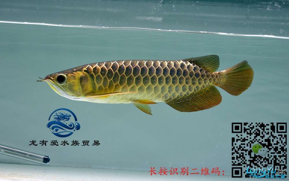 徐州代理0805李亞四過背金龍細框超藍底內附