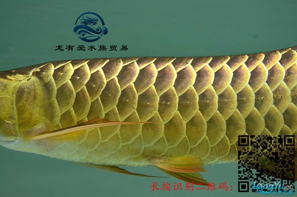 徐州代理0805李亞四過背金龍細框超藍底內附