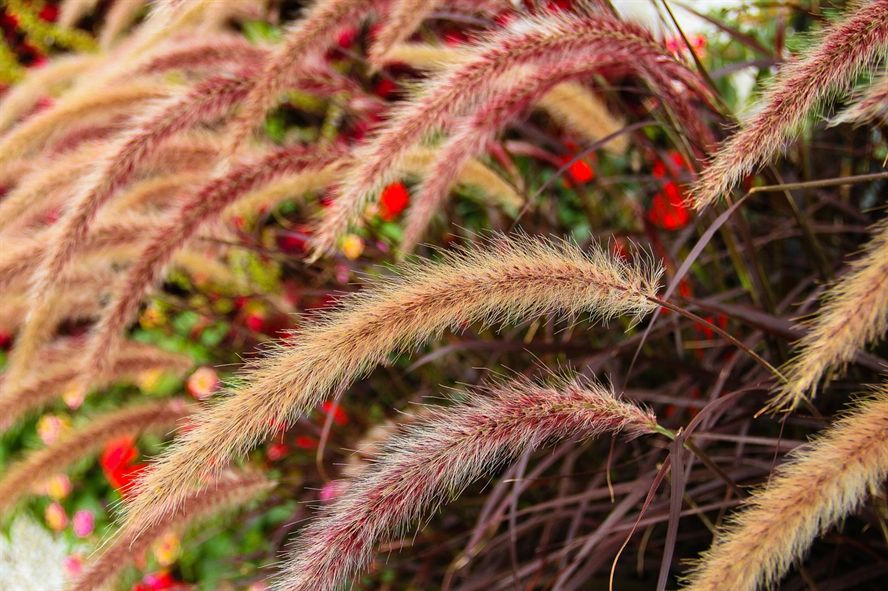 庭院棲鳳竹,池養化龍魚（門栽棲凰竹,池養化龍魚,積德流光大,須知祖慶余）