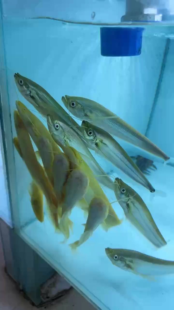 龍撲?白子歐巨