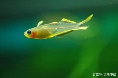 觀賞魚燕子的繁殖（關于觀賞魚燕子魚的繁殖行為和繁殖行為吸引了許多關注）