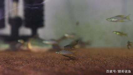 觀賞魚燕子的繁殖（關于觀賞魚燕子魚的繁殖行為和繁殖行為吸引了許多關注）