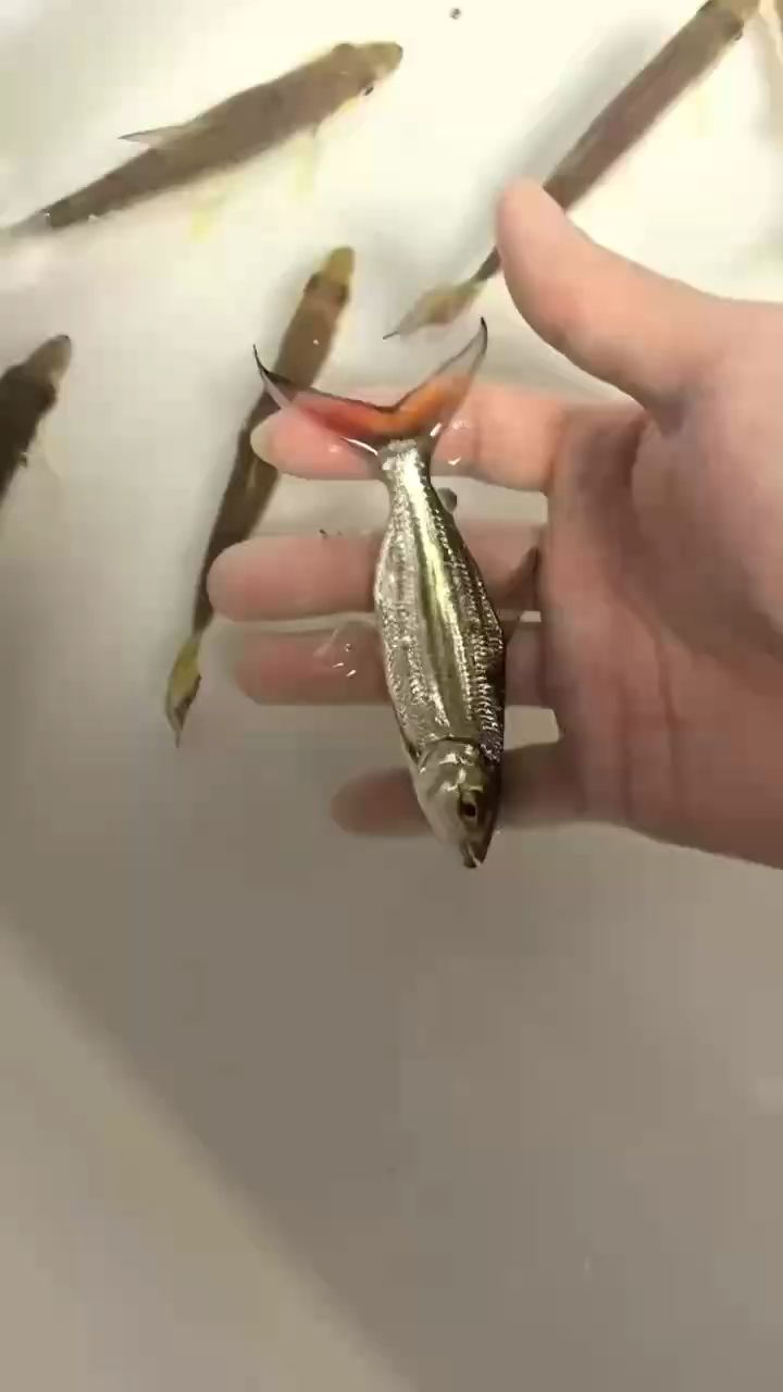 短身黃金猛魚，稀有物種