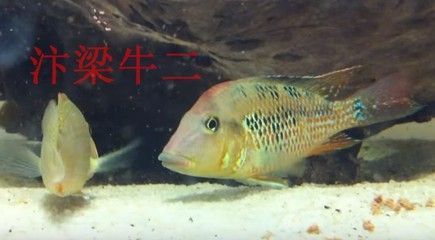 觀賞魚官網(30篇觀賞魚在線觀看觀賞魚在線觀賞魚網站排行) 印尼大湖漁場產業聯盟 第4張 觀賞魚官網(30篇觀賞魚在線觀看觀賞魚在線觀賞魚網站排行) 觀賞魚官網(30篇觀賞魚在線觀看觀賞魚在線觀賞魚網站排行) 印尼大湖漁場產業聯盟 第4張